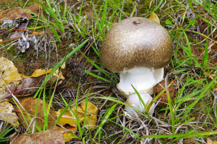 我镜头下千奇百怪的雪山野生菌从另一视觉向您展现丽江生物多样性之美