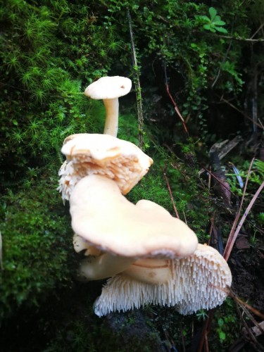 我镜头下千奇百怪的雪山野生菌从另一视觉向您展现丽江生物多样性之美