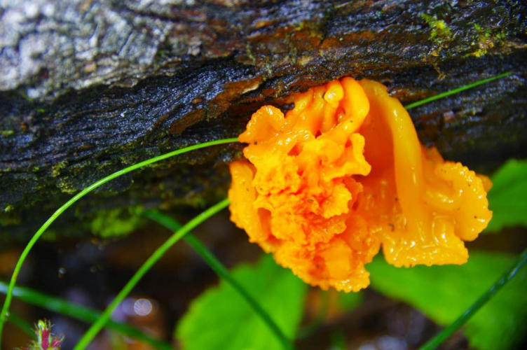 我镜头下千奇百怪的雪山野生菌从另一视觉向您展现丽江生物多样性之美