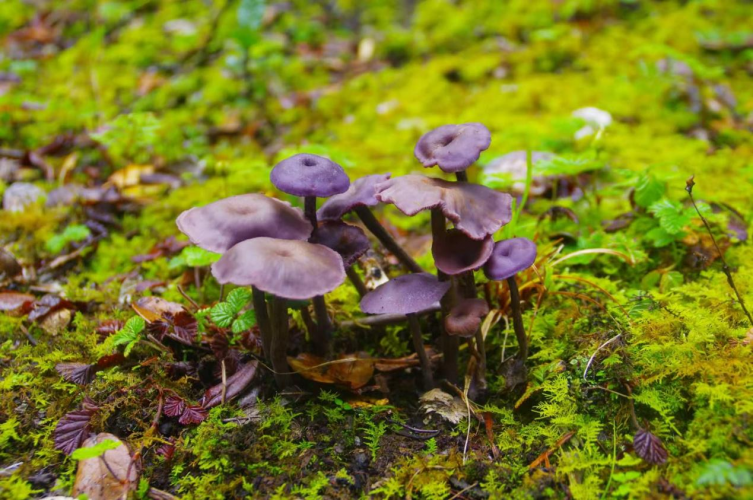我镜头下千奇百怪的雪山野生菌从另一视觉向您展现丽江生物多样性之美