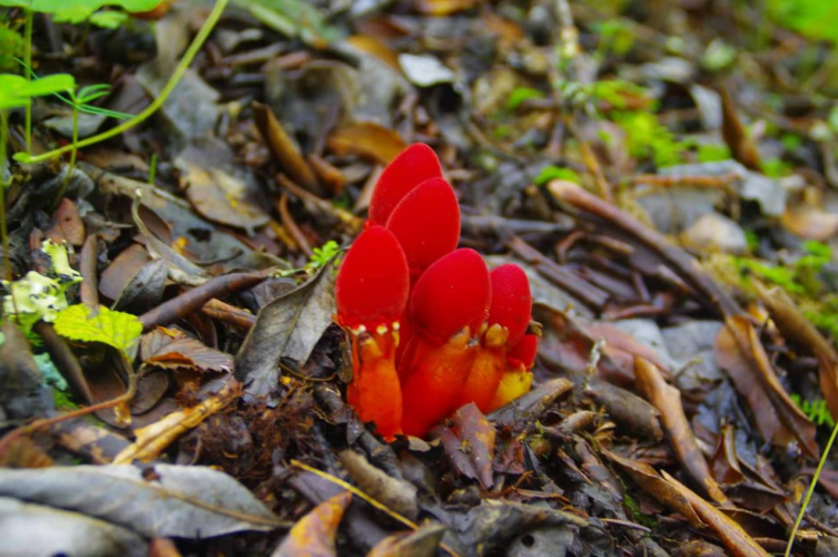 我镜头下千奇百怪的雪山野生菌从另一视觉向您展现丽江生物多样性之美