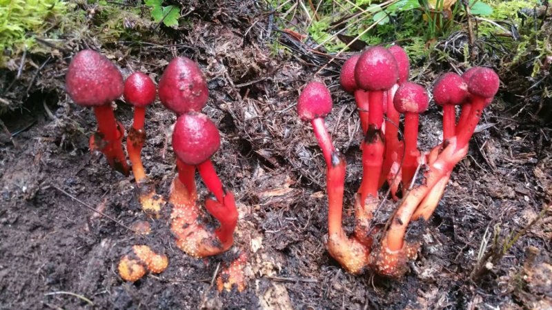 我镜头下千奇百怪的雪山野生菌从另一视觉向您展现丽江生物多样性之美