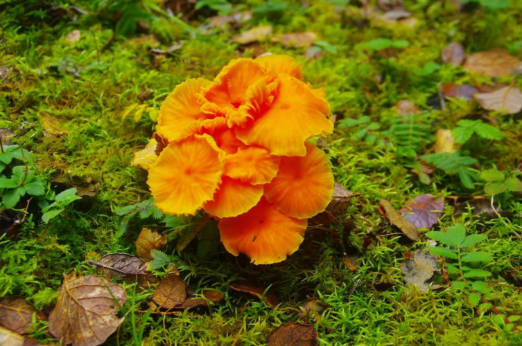 我镜头下千奇百怪的雪山野生菌从另一视觉向您展现丽江生物多样性之美