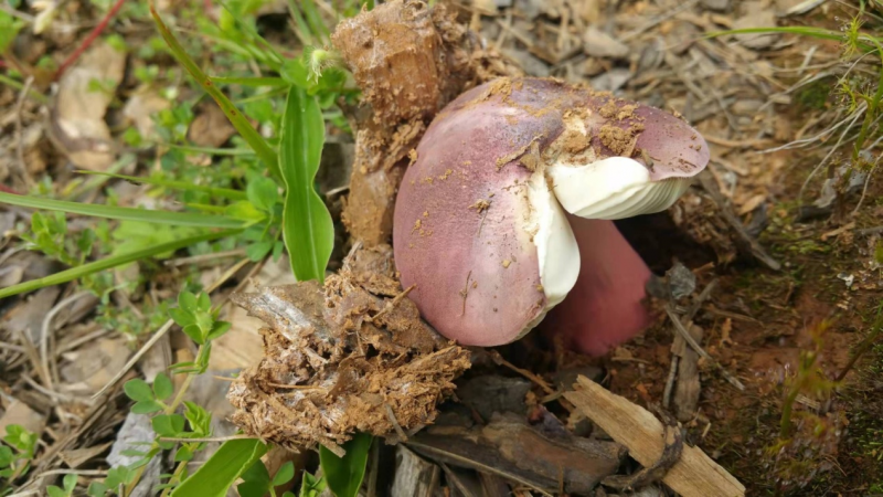 我镜头下千奇百怪的雪山野生菌从另一视觉向您展现丽江生物多样性之美