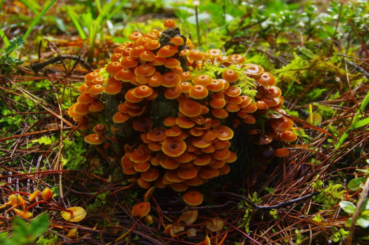 我镜头下千奇百怪的雪山野生菌从另一视觉向您展现丽江生物多样性之美