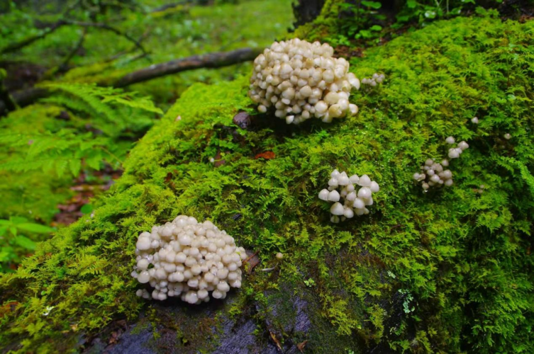 我镜头下千奇百怪的雪山野生菌从另一视觉向您展现丽江生物多样性之美