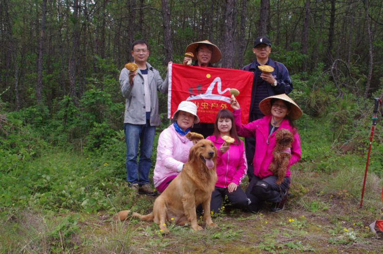 我镜头下千奇百怪的雪山野生菌从另一视觉向您展现丽江生物多样性之美