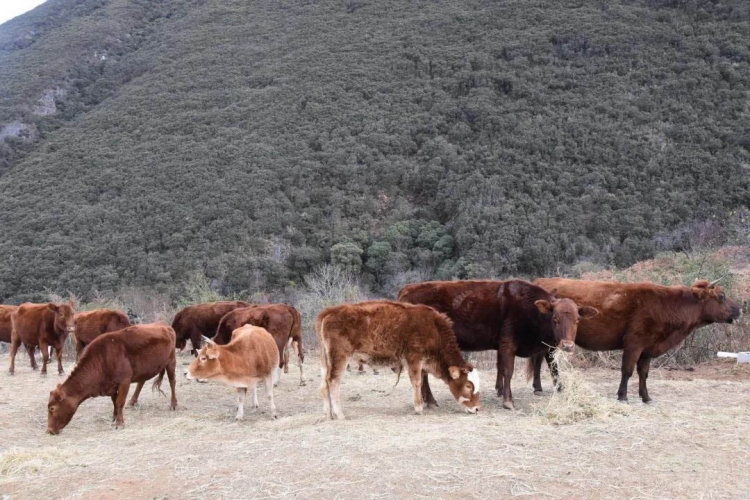 古城区大东乡实施青储饲料驱动项目