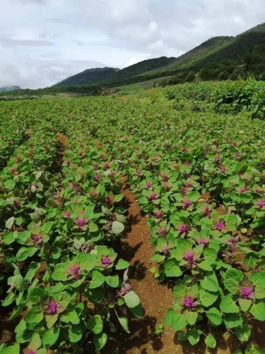 永胜县顺州镇发展高原有机藜麦种出产业振兴路