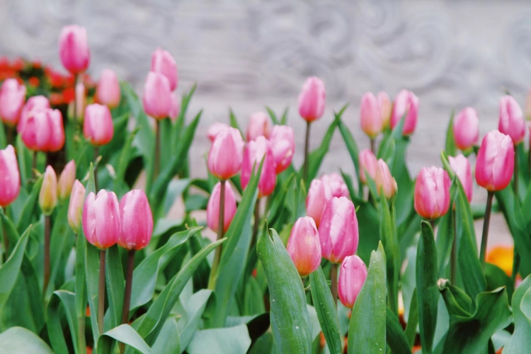 丽江古城近4万盆鲜花迎新春 (5).jpg