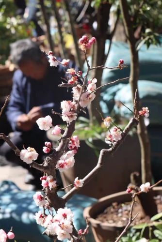 去逛棒棒会，探寻丽江今年最后的“年味”