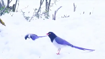 【cop15丽江生物多样性】在丽江云杉坪邂逅美丽的红嘴蓝鹊