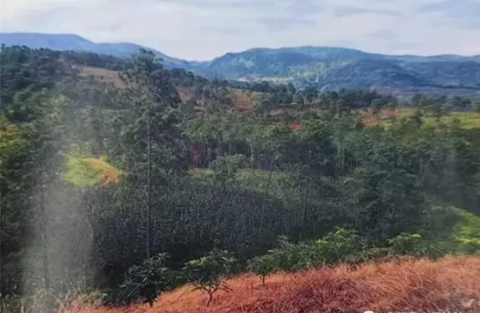 擅自改变林地用途，即使是自家用地也要被罚！