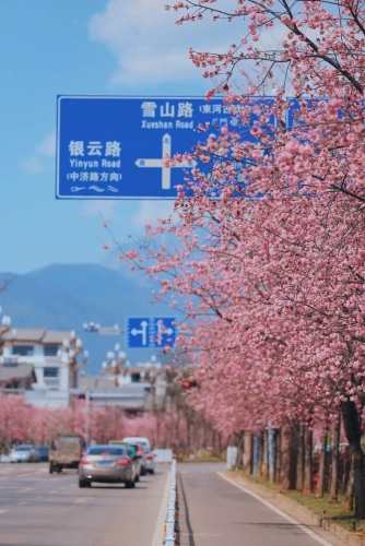 在丽江樱花大道  让我们与春天撞个满怀！