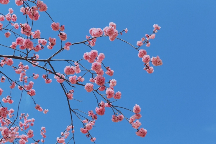 在丽江樱花大道  让我们与春天撞个满怀！