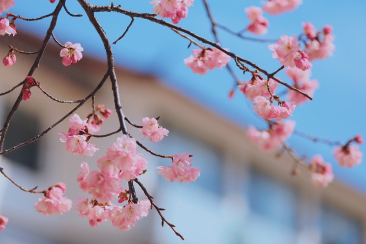 在丽江樱花大道  让我们与春天撞个满怀！