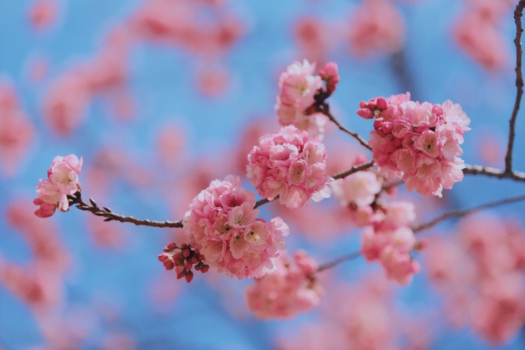 在丽江樱花大道  让我们与春天撞个满怀！