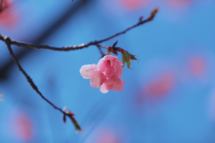 在丽江樱花大道  让我们与春天撞个满怀！