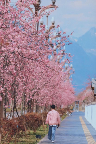 在丽江樱花大道  让我们与春天撞个满怀！