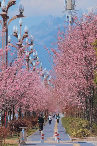 在丽江樱花大道  让我们与春天撞个满怀！