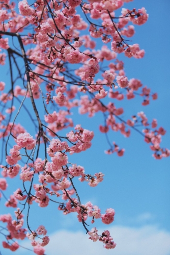 在丽江樱花大道  让我们与春天撞个满怀！