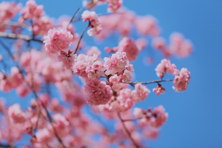 在丽江樱花大道  让我们与春天撞个满怀！