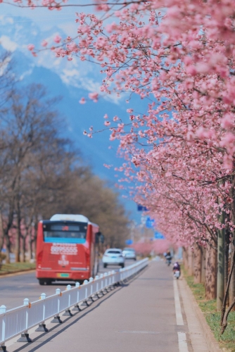 在丽江樱花大道  让我们与春天撞个满怀！