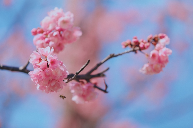 在丽江樱花大道  让我们与春天撞个满怀！