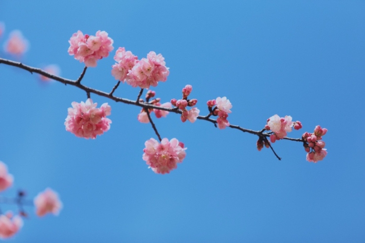 在丽江樱花大道  让我们与春天撞个满怀！