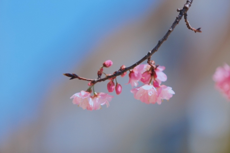 在丽江樱花大道  让我们与春天撞个满怀！