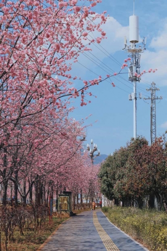 在丽江樱花大道  让我们与春天撞个满怀！