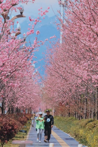 在丽江樱花大道  让我们与春天撞个满怀！