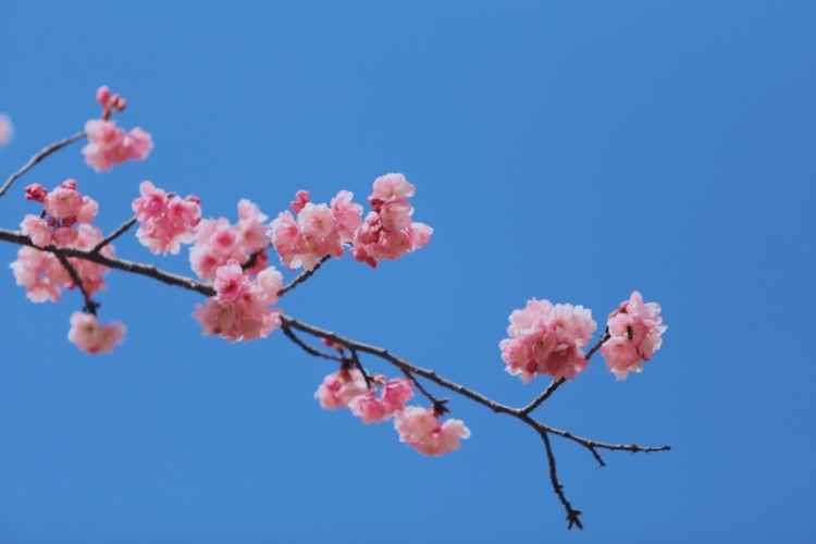 在丽江樱花大道  让我们与春天撞个满怀！