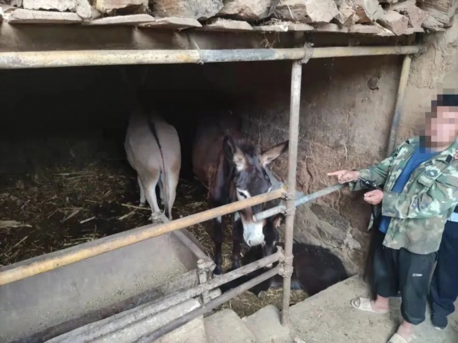 挣钱不走正道，华坪一男子偷盗他人牲畜被抓获