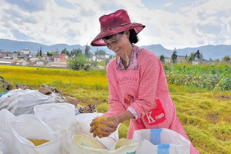 共计27.7亿！云南下达两笔资金助力“三农”工作