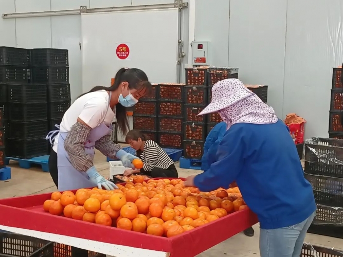 永胜涛源万亩沃柑大量上市.jpg