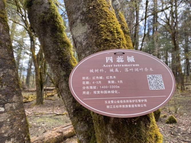 【春暖花开丽江欢迎您】春天的玉龙雪山处处是惊喜