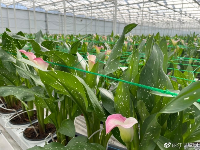 【春暖花开丽江欢迎您】大美永胜，诗画三川！ (1).jpg