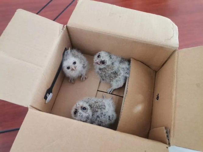 国家二级保护动物领角鸮落单，永胜民警及时帮助