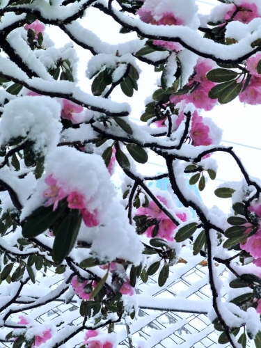 玉龙雪山五月雪 杜鹃花迎雪绽放 (3).jpg