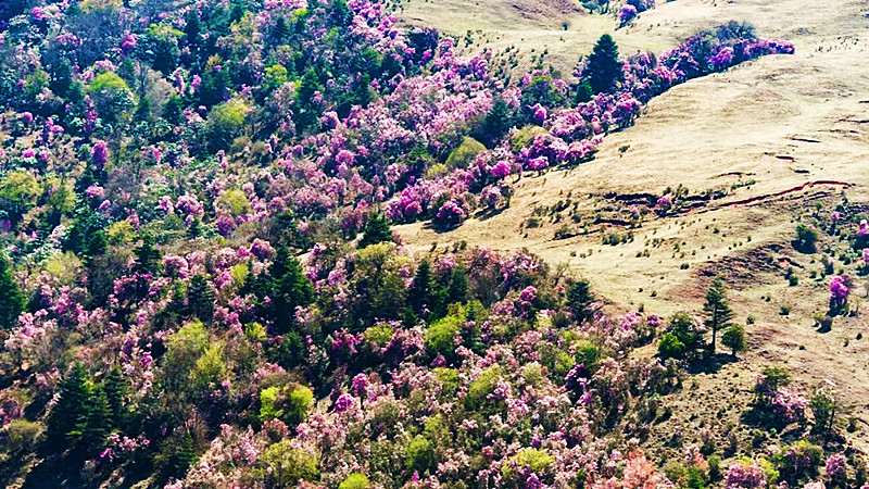 精准疫情防控 理性安心游 丽江“五一”无限精彩