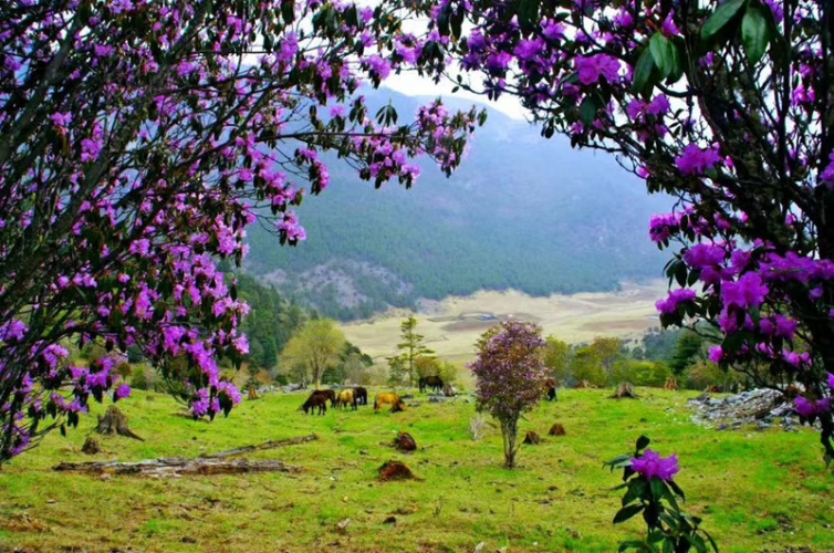 精准疫情防控 理性安心游 丽江“五一”无限精彩