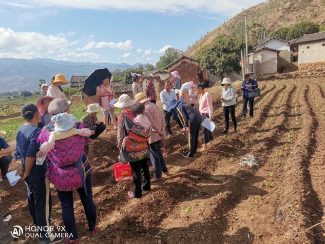 永胜开展程海流域农业面源污染治理“一调两减”技术培训