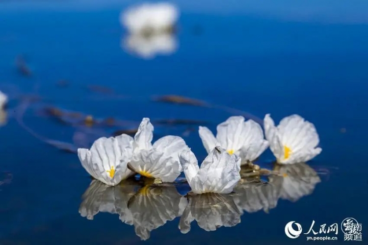 壁纸上新！雨后的泸沽湖美如“天空之境”