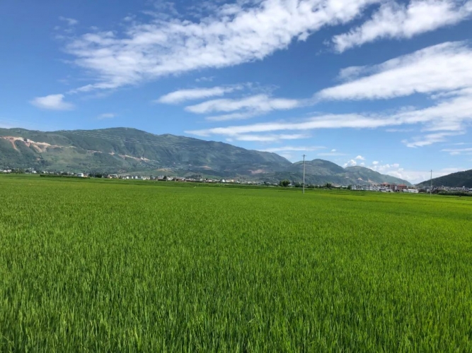 永胜县发放种粮农民一次性补贴637万元，惠及83961户农户