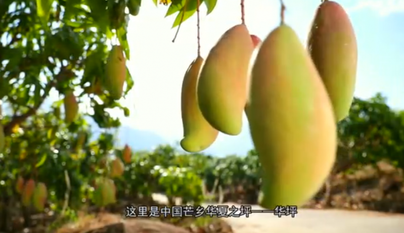 丽江市华坪县文化和旅游局长向您推介华坪