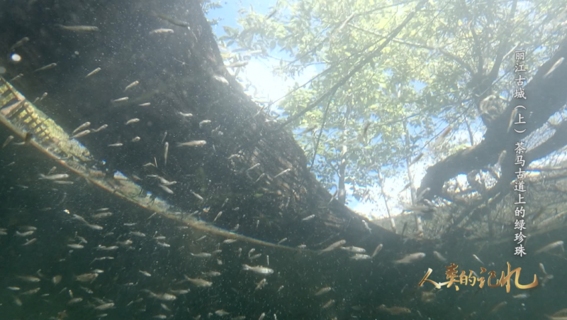 茶马古道上的绿珍珠 原创 中国的世界遗产 CCTV4 2022-06-15 17:36 发表于北京 图片 点击上方“CCTV4” 关注 ...