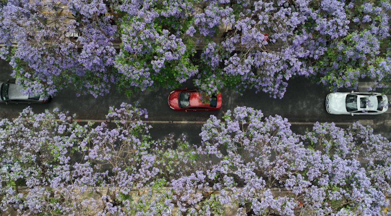 暑期档带动旅游市场强劲复苏 云南“昆大丽”受热捧