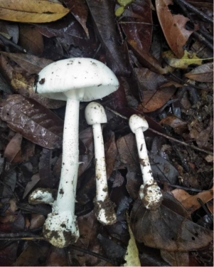 2022年云南省野生菌中毒风险分级预警：需警惕“两大杀手”！