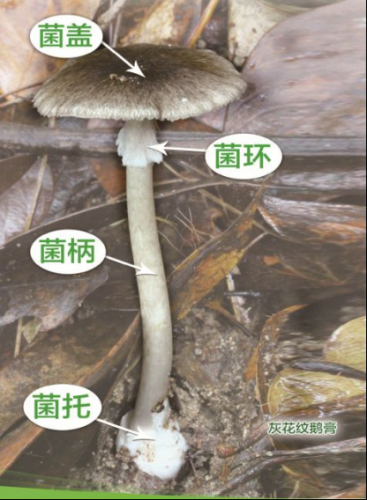 2022年云南省野生菌中毒风险分级预警：需警惕“两大杀手”！